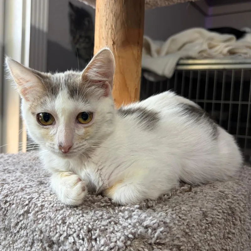 A baby small-sized male White Domestic Short Hair cat named Toby for adoption in Pleasanton, CA