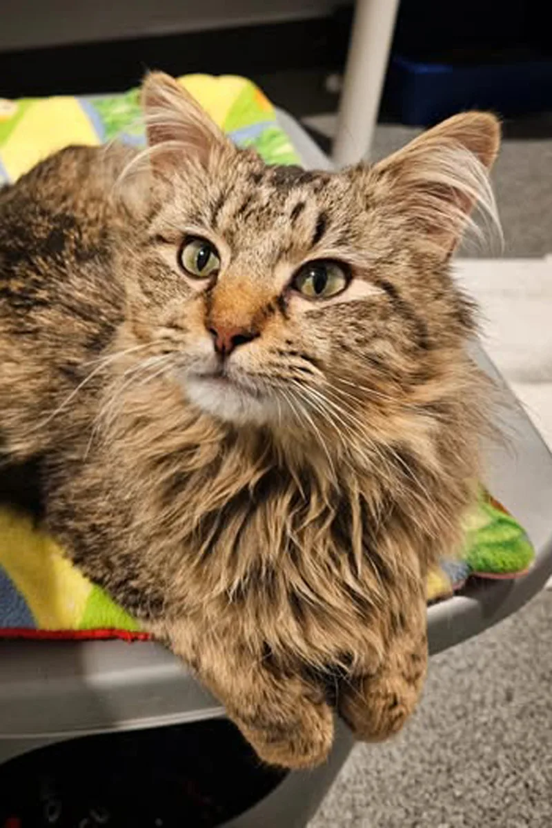 A young medium-sized male Tabby (Brown / Chocolate) Domestic Medium Hair cat named Cowboy for adoption in Lincoln, NE