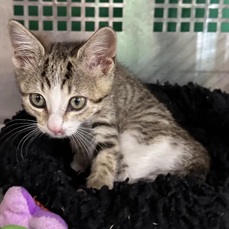 A baby small-sized female Torbie Domestic Short Hair cat named Reign for adoption in Mount Vernon, IN