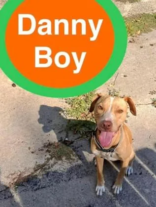 An adult medium-sized male Apricot / Beige Yellow Labrador Retriever dog named Danny Boy for adoption in Shreveport, LA