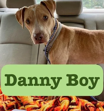 Danny Boy thumbnail 2