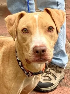 Danny Boy thumbnail 3