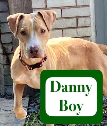 Danny Boy thumbnail 4