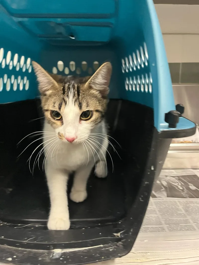 A young small-sized female Domestic Short Hair cat named Cow for adoption in Van Nuys, CA