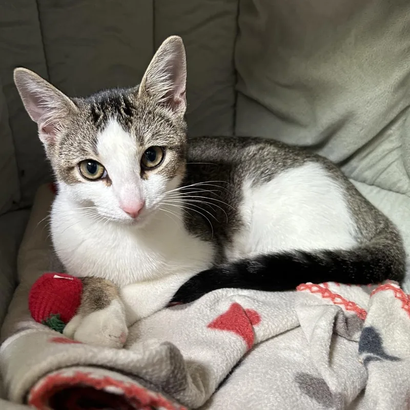 A baby small-sized female Brown / Chocolate Domestic Short Hair cat named Lasso KS for adoption in Denver, CO
