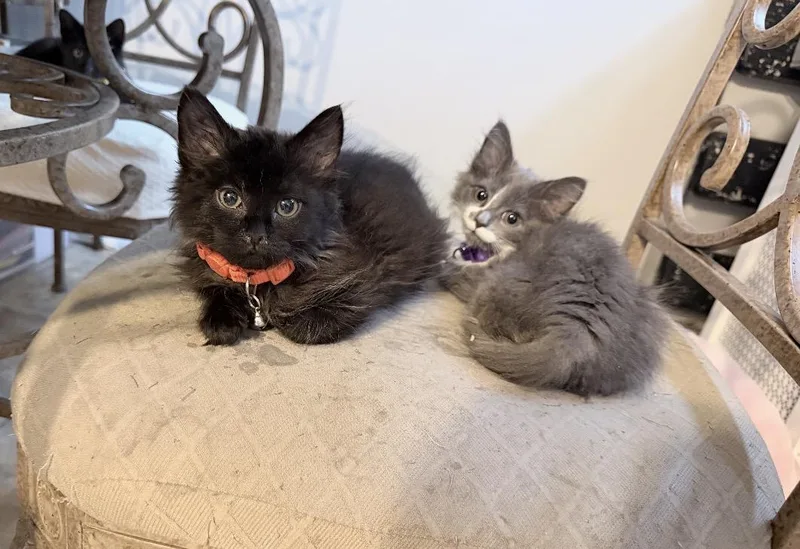 A baby small-sized female Domestic Long Hair cat named Rumi for adoption in Philadelphia, PA