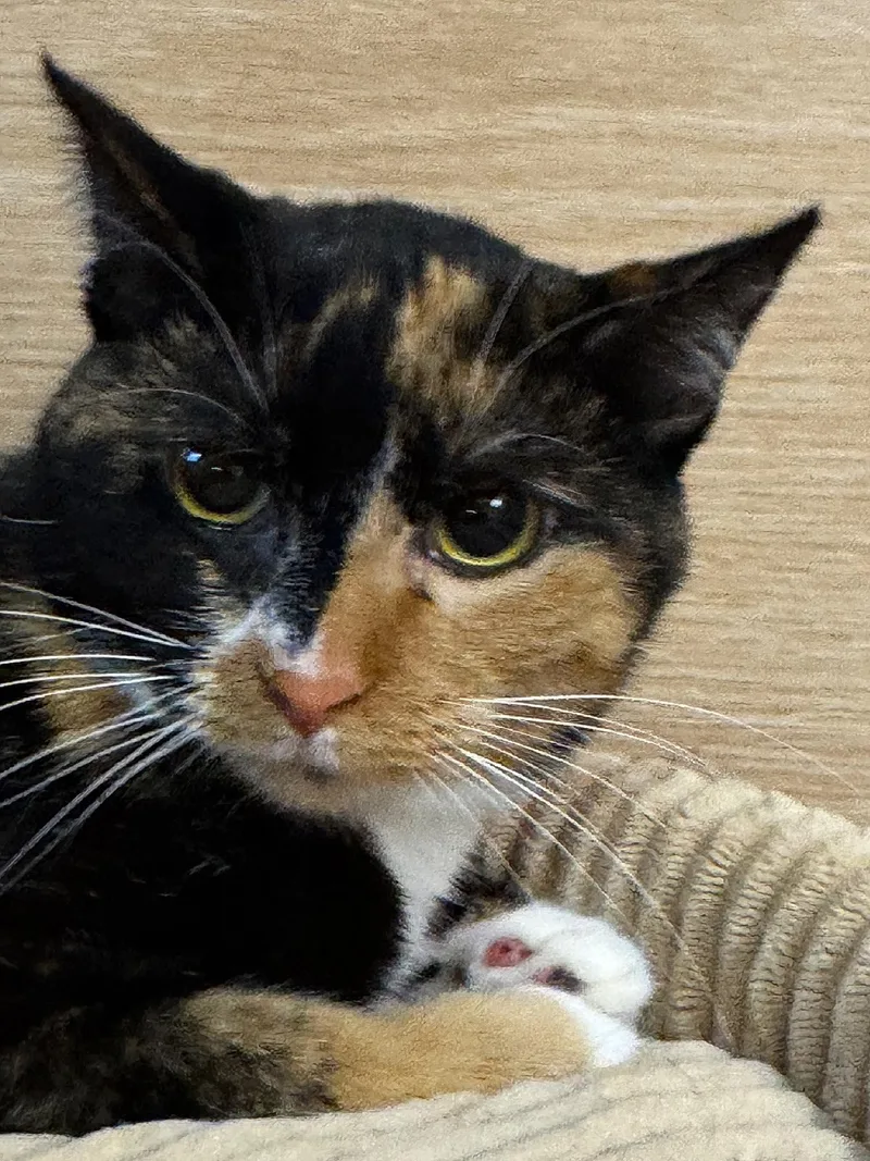 A young medium-sized female Calico Domestic Short Hair cat named Lottie Lou for adoption in Sioux Falls, SD