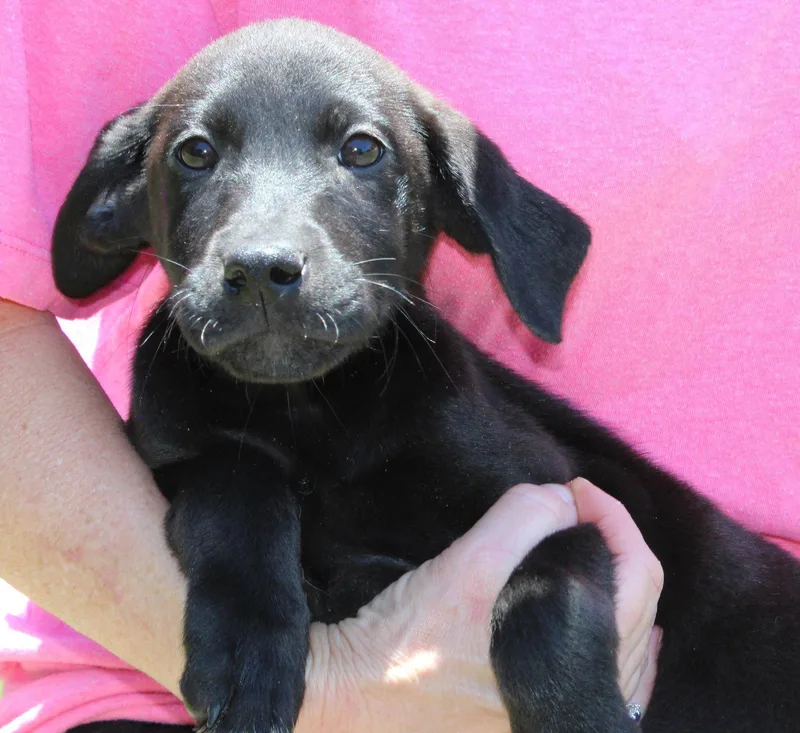 A baby medium-sized female Shepherd dog named Joana for adoption in Prattville, AL