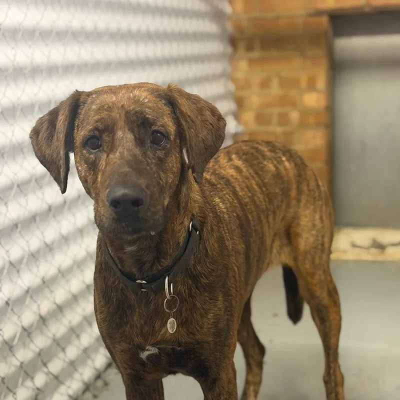 A baby large-sized female Brindle Doberman Pinscher dog named Tattoo Lisa for adoption in Northbrook, IL