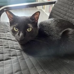 An adult small-sized male Black Domestic Short Hair cat named Raven for adoption in Atlanta, GA