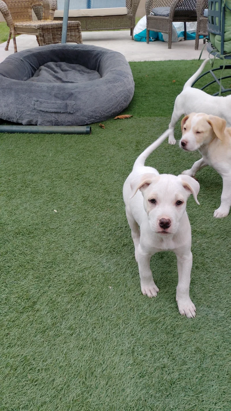 A baby medium-sized male Mixed Breed dog named Island for adoption in Bellflower, CA