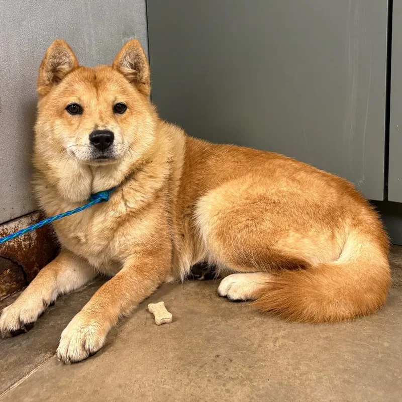 A young medium-sized female Yellow / Tan / Blond / Fawn Chow Chow dog named Chica for adoption in Melbourne, KY