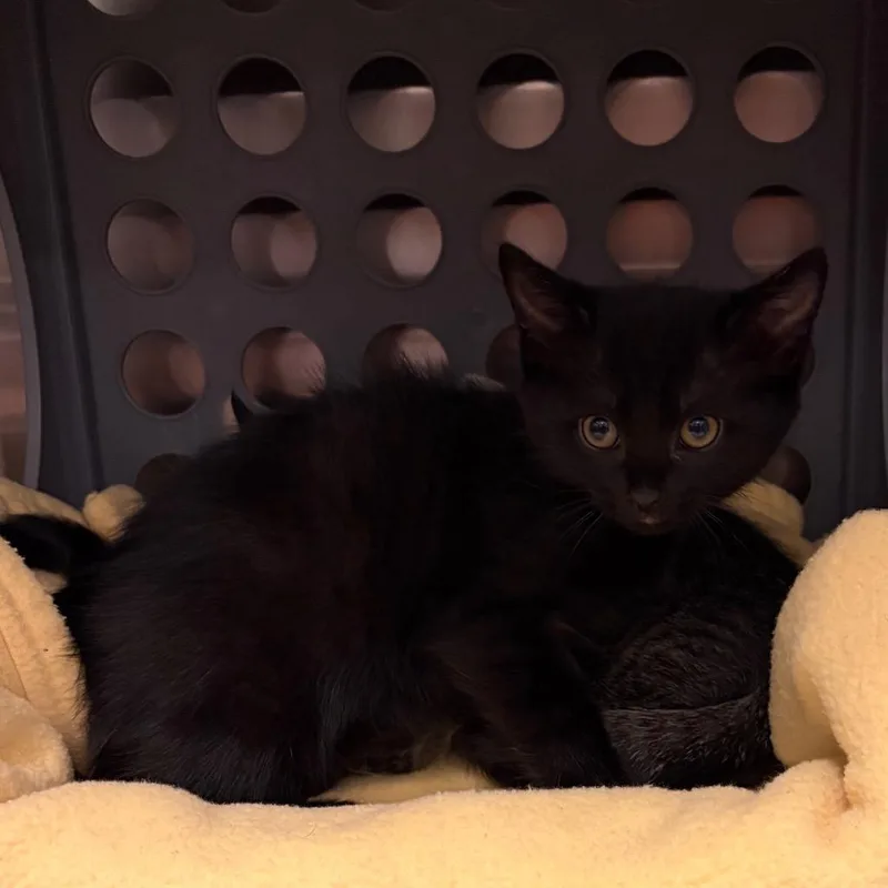 A baby small-sized female Black Domestic Short Hair cat named Brie for adoption in Keizer, OR