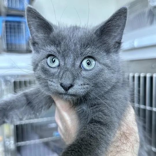 A baby small-sized male Gray / Blue / Silver Domestic Short Hair cat named Kilroy for adoption in Matteson, IL