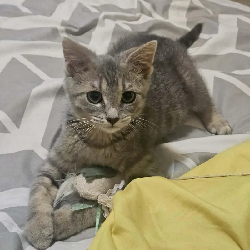 A baby small-sized female Tabby (Gray / Blue / Silver) Domestic Short Hair cat named Howard & Bernadette for adoption in Milwaukee, WI