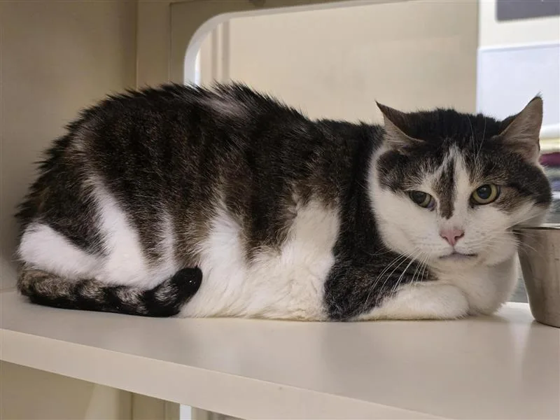 A senior large-sized female Tabby (Brown / Chocolate) Domestic Short Hair cat named Mama for adoption in Prince Frederick, MD