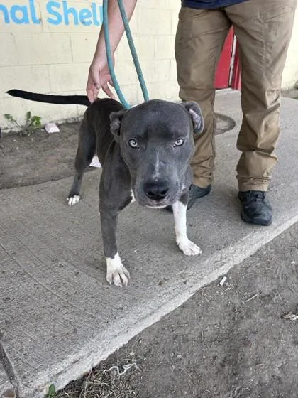 An adult medium-sized male Pit Bull Terrier dog named Daniel for adoption in West Memphis, AR