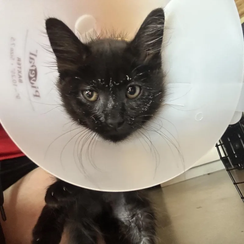 A baby small-sized female Black Domestic Long Hair cat named Nbc for adoption in Leander, TX