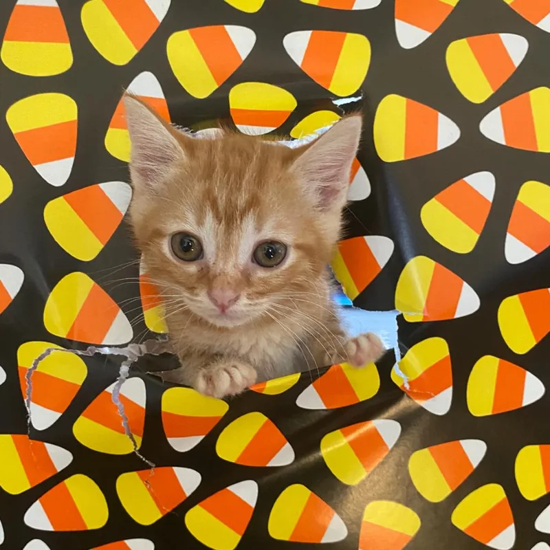 A baby small-sized male Orange / Red Domestic Short Hair cat named Binder for adoption in Long Beach, CA