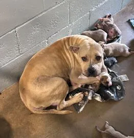 An adult medium-sized female Mixed Breed dog named Jenny for adoption in West Chester, PA
