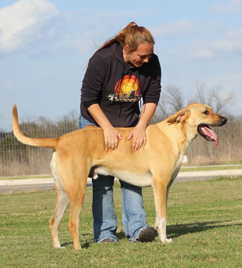 A young extra large-sized male Golden Rhodesian Ridgeback dog named Sam for adoption in Temple, TX