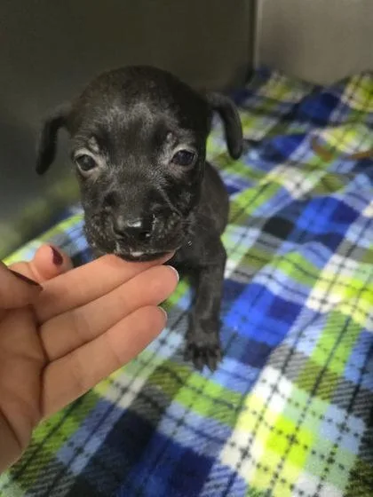 A young medium-sized female Mixed Breed dog named Lady for adoption in Sullivan, IN