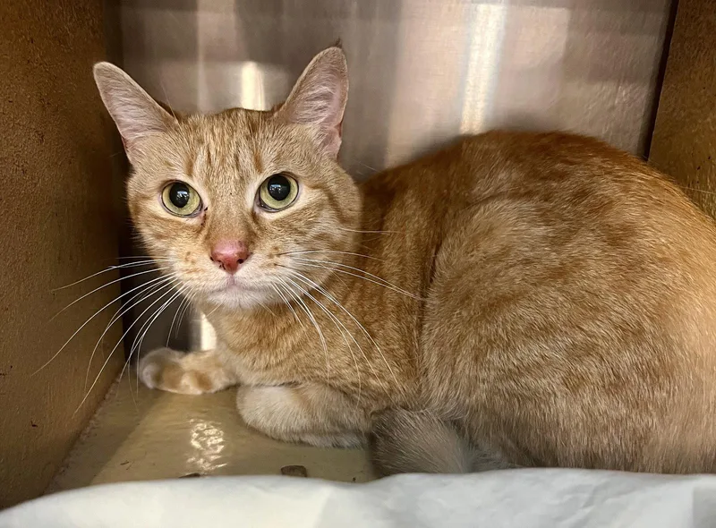 An adult medium-sized female Orange / Red Domestic Short Hair cat named Cessna for adoption in Boynton Beach, FL