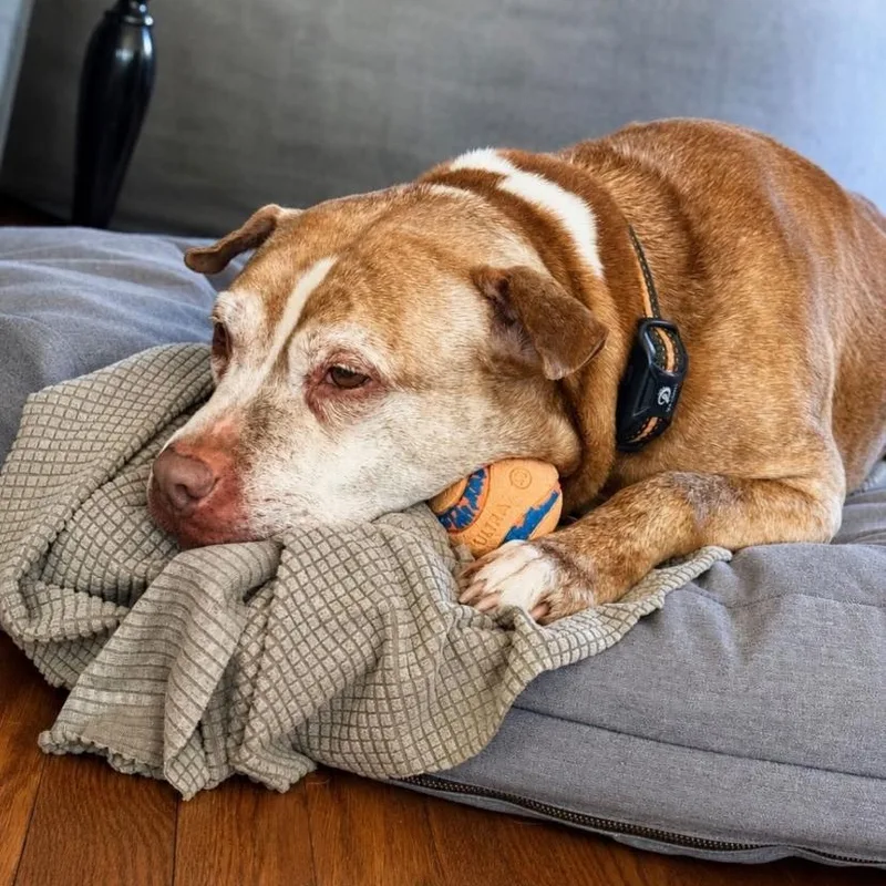 A senior medium-sized male Pit Bull Terrier dog named Max for adoption in Philadelphia, PA