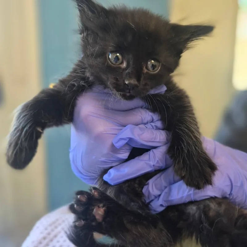 A baby small-sized male Domestic Medium Hair cat named Smokestep for adoption in Denver, CO