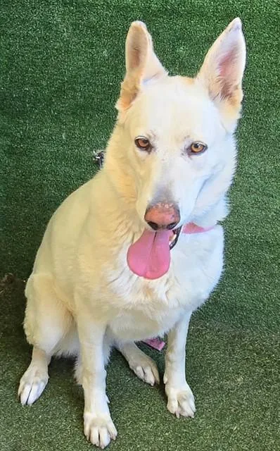 An adult medium-sized female German Shepherd Dog dog named Evie for adoption in Lancaster, CA