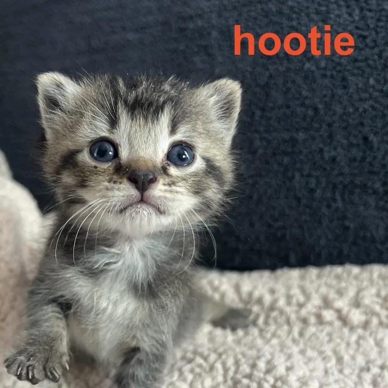 A baby small-sized male Gray / Blue / Silver Domestic Short Hair cat named Hootie for adoption in Point Richmond, CA