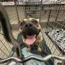 An adult medium-sized female Yellow / Tan / Blond / Fawn French Bulldog dog named Karma for adoption in Austin, TX