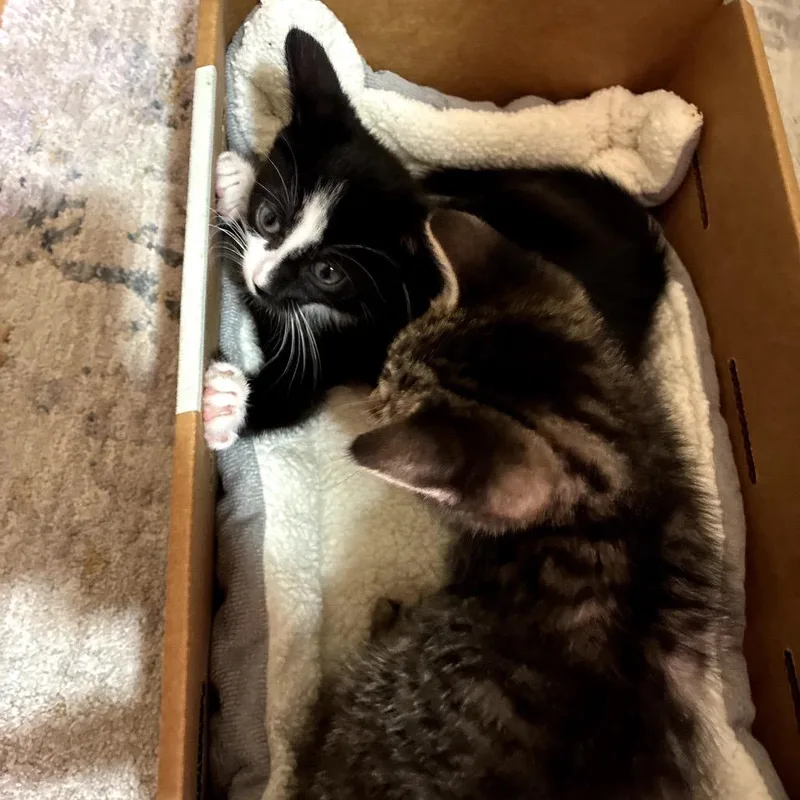A baby small-sized female Black Domestic Short Hair cat named Beatrice for adoption in East Hanover, NJ
