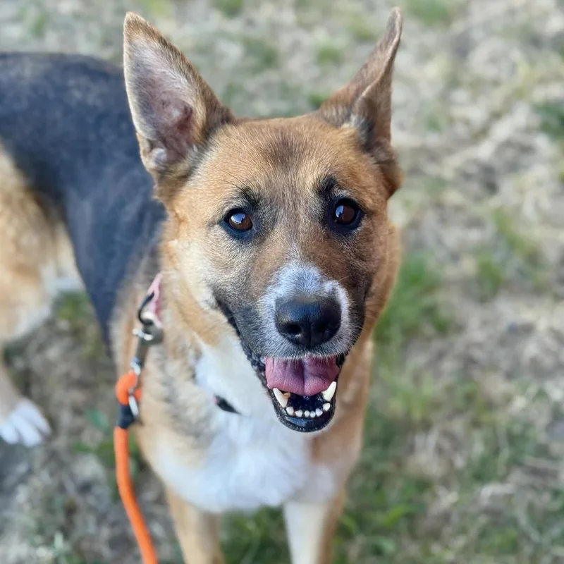 An adult medium-sized female Black Australian Cattle Dog / Blue Heeler dog named Shelby for adoption in Tacoma, WA