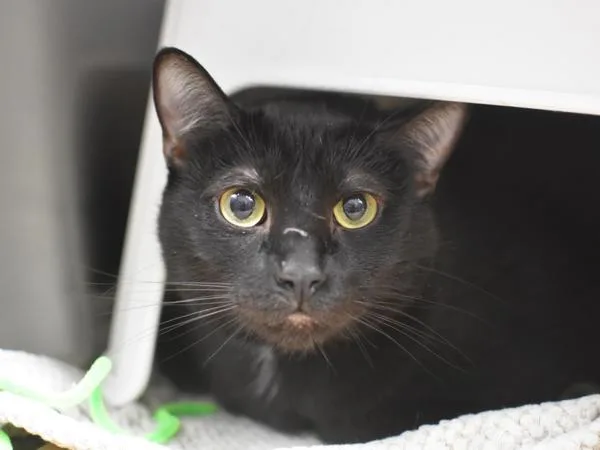 An adult extra large-sized male Domestic Short Hair cat named Potroast for adoption in Portland, OR