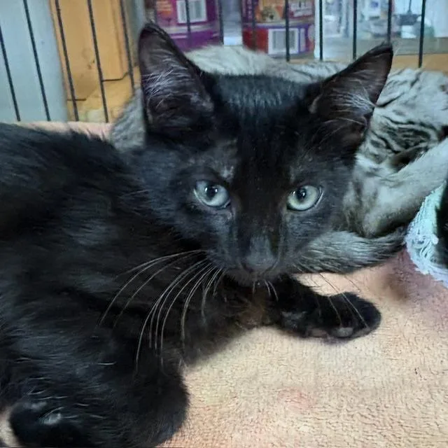 A young medium-sized female Black Domestic Short Hair cat named Ella for adoption in Porter, TX