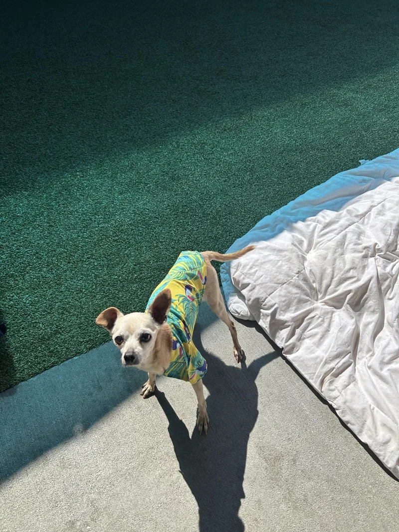 A senior small-sized male Apricot / Beige Chihuahua dog named Hector for adoption in Mount Juliet, TN