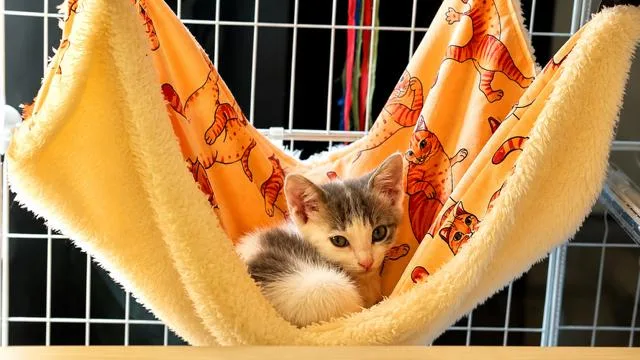 A baby medium-sized female Tabby (Gray / Blue / Silver) Domestic Short Hair cat named Bristol for adoption in Houston, TX