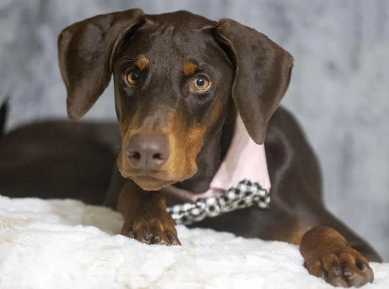 An adult large-sized male Merle (Red) Doberman Pinscher dog named Joey Dion for adoption in Pearland, TX