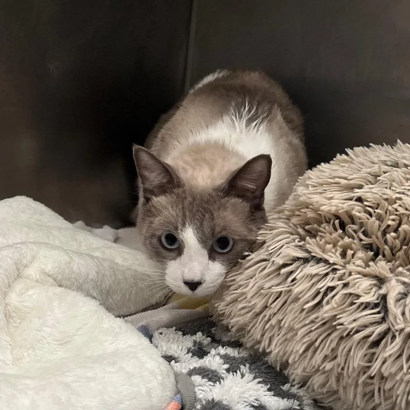 A young extra large-sized male White Siamese cat named Snoopy for adoption in Long Beach, CA