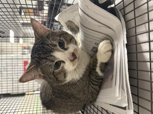 A young medium-sized male Domestic Short Hair cat named Tom for adoption in Chatsworth, CA