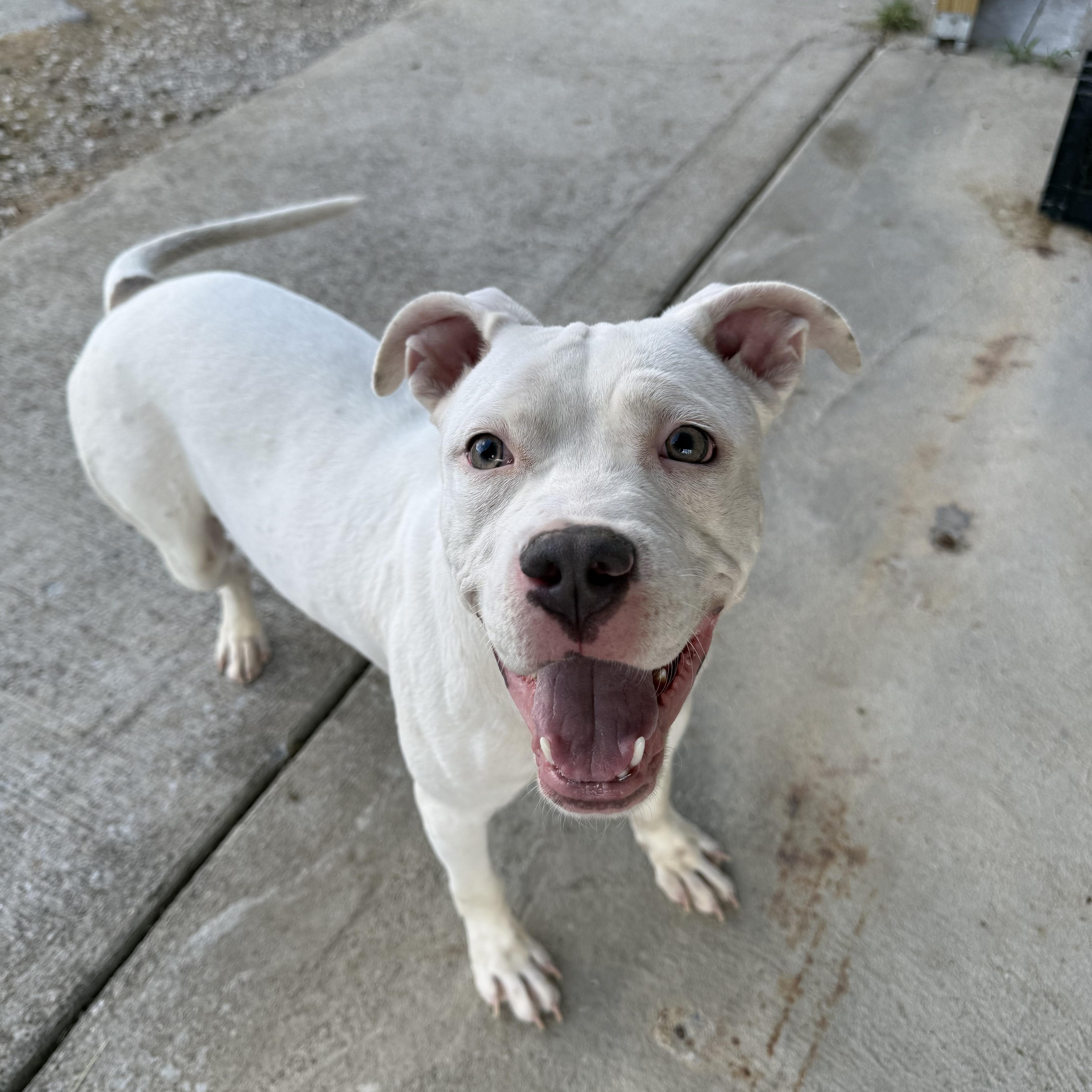A young medium-sized male White / Cream Staffordshire Bull Terrier dog named Goose for adoption in Lewisburg, TN