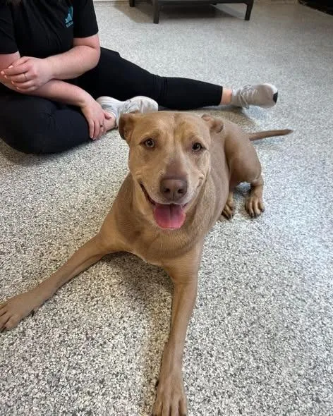 An adult large-sized female Pit Bull Terrier dog named Kimber for adoption in Lexington, KY