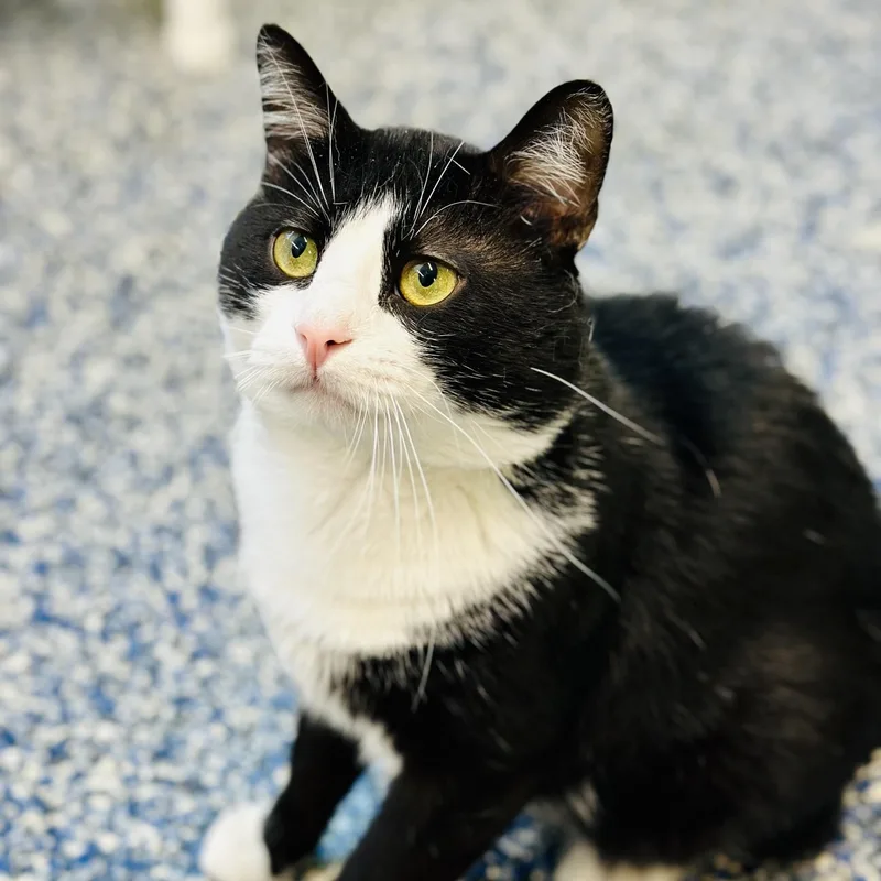 An adult medium-sized male Black & White / Tuxedo Domestic Short Hair cat named Cheeks for adoption in Jackson, NJ