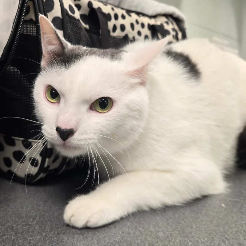 An adult large-sized male White Domestic Short Hair cat named Sir Hamperton for adoption in Waukesha, WI