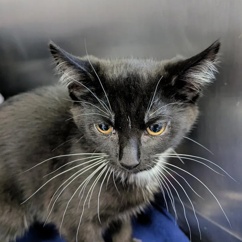 A baby small-sized female Black Domestic Short Hair cat named Bella for adoption in Marysville, OH