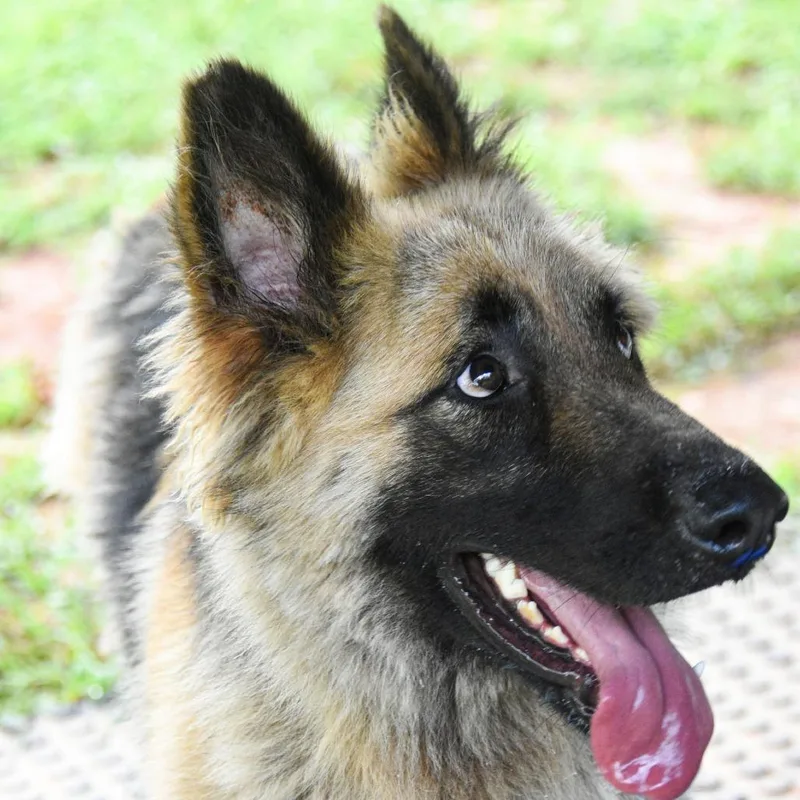 An adult large-sized male German Shepherd Dog dog named Storm for adoption in Columbus, NC