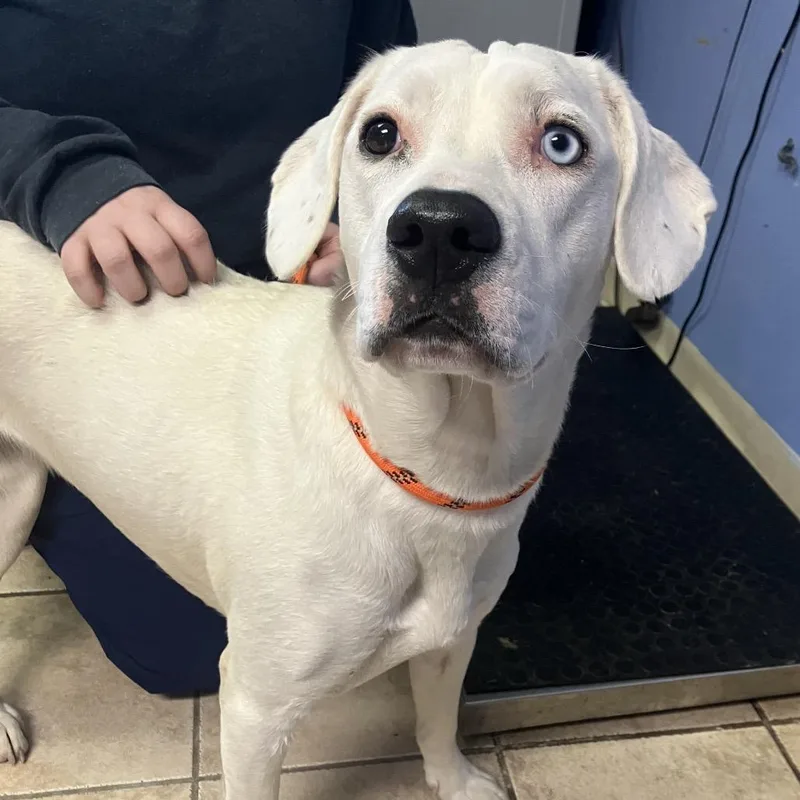 An adult medium-sized female White / Cream Mixed Breed dog named Harlow Graham for adoption in Cape Girardeau, MO