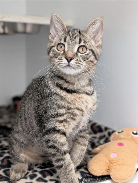 A baby small-sized female Domestic Short Hair cat named Honey Nut for adoption in Canfield, OH