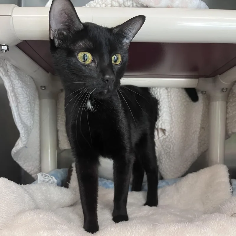 An adult small-sized female Black Domestic Short Hair cat named Midnight for adoption in Brockton, MA